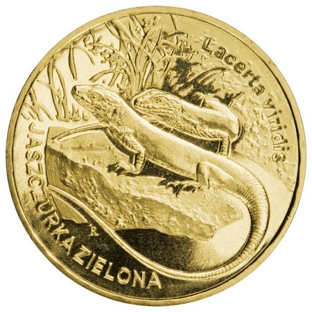 Zwierzęta świata - Jaszczurka zielona